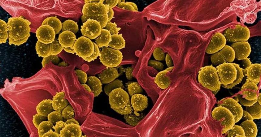 Un antibioacutetico antiguo podriacutea ser la clave contra las superbacterias
