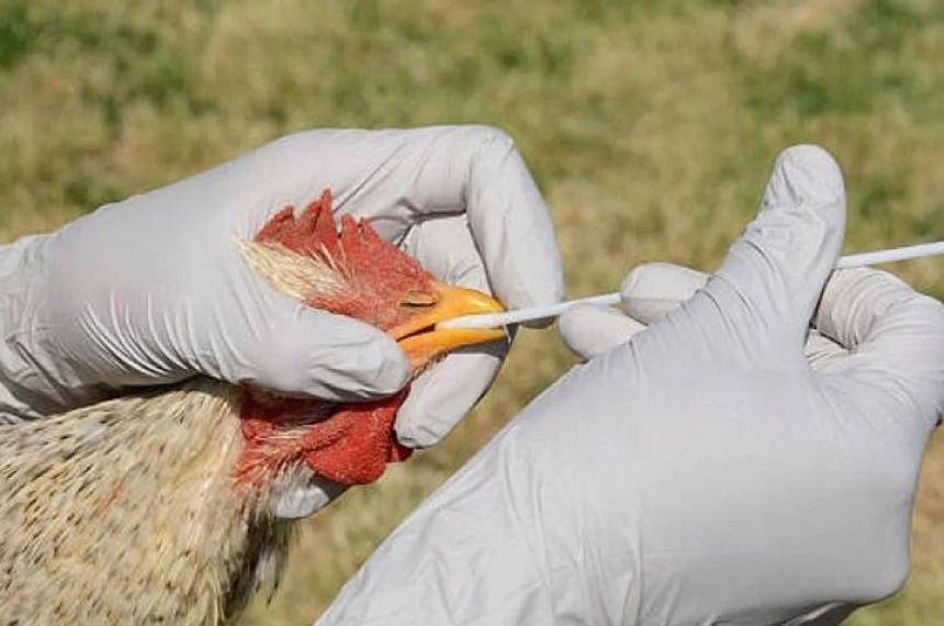 Disminuyen los casos de gripe aviar en el paiacutes y quedan solo 2 en La Pampa