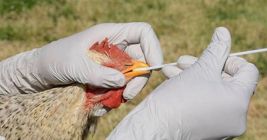Disminuyen los casos de gripe aviar en el paiacutes y quedan solo 2 en La Pampa