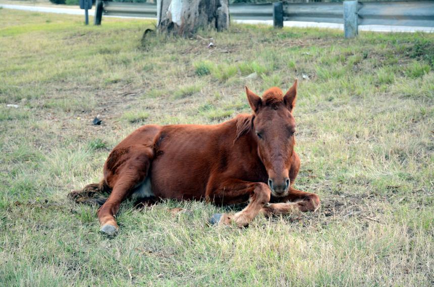 Zoonosis se llevoacute el caballo del accidente en la Ruta 35