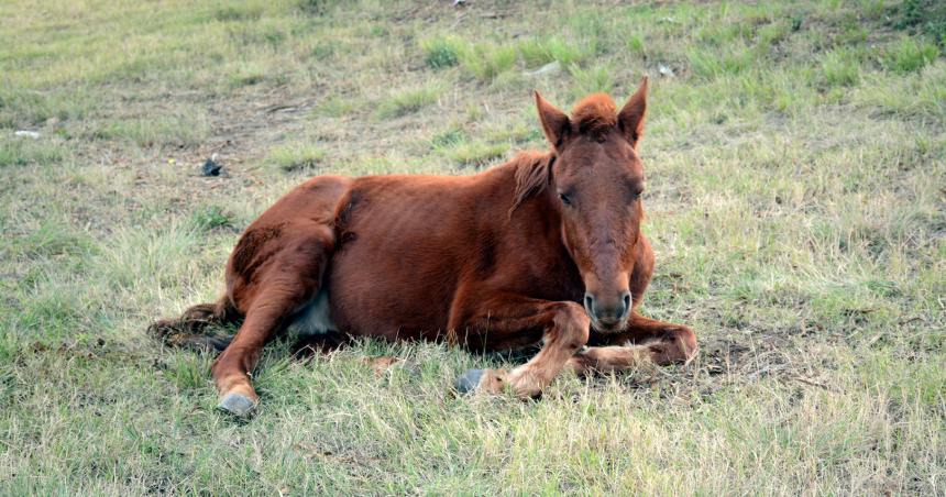 Zoonosis se llevoacute el caballo del accidente en la Ruta 35