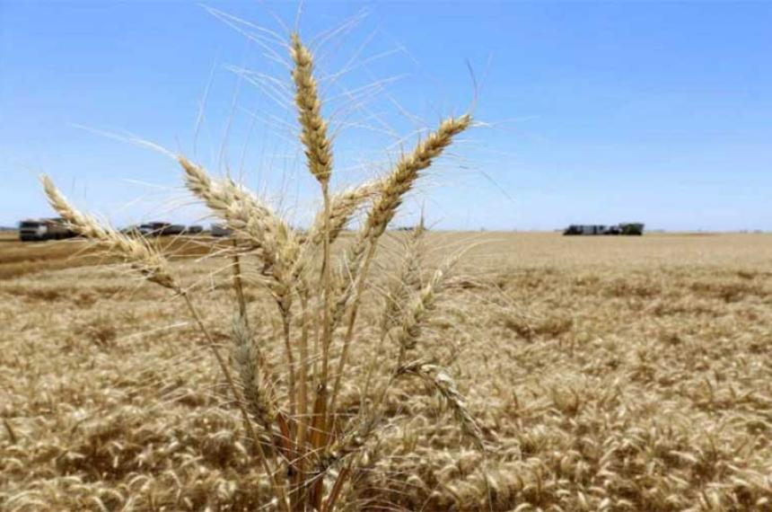 Solo se cubrioacute un 18-en-porciento- del aacuterea triguera y es la maacutes atrasada de los uacuteltimos 5 antildeos
