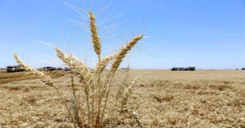 Solo se cubrioacute un 18-en-porciento- del aacuterea triguera y es la maacutes atrasada de los uacuteltimos 5 antildeos