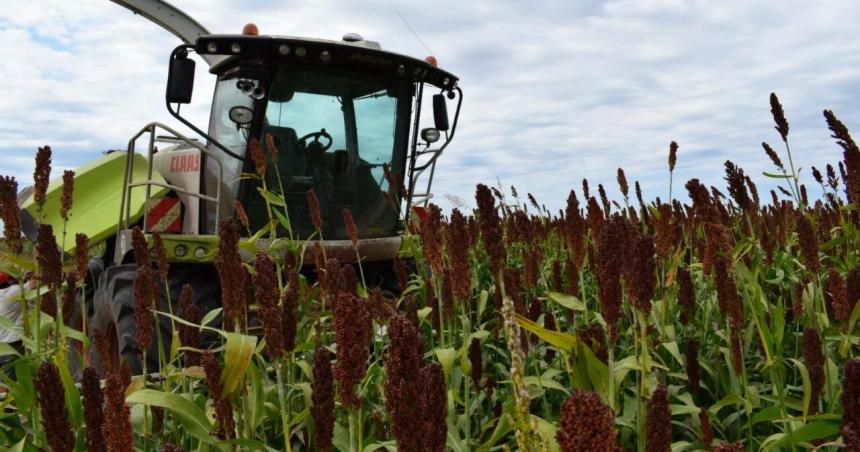 Sorgo Graniacutefero- su aporte a la sustentabilidad del sistema