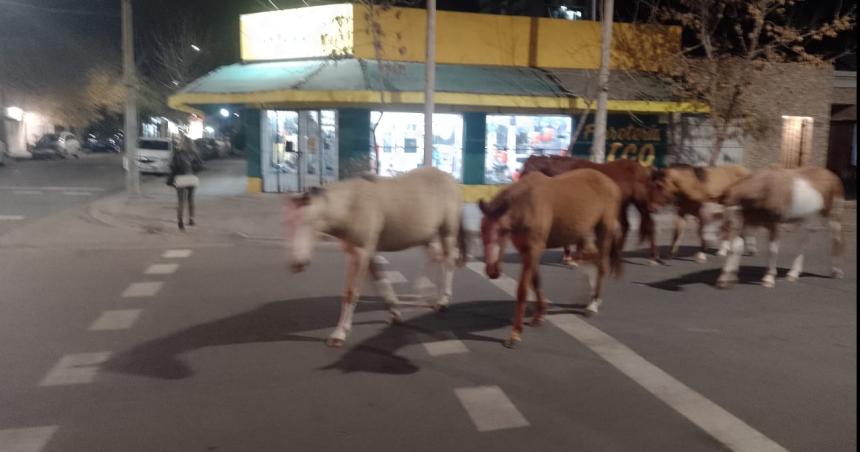 Insoacutelito- una tropilla en pleno centro de Santa Rosa