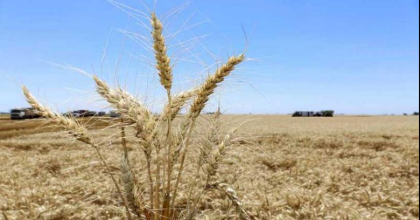 Aumenta el valor de referencia del trigo- puede impactar en el precio del pan