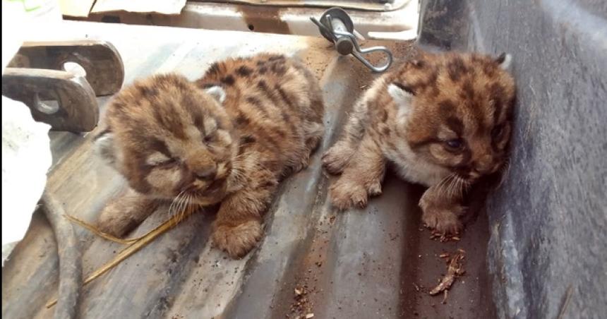 Hallaron dos cachorros de puma en un campo de Alta Italia