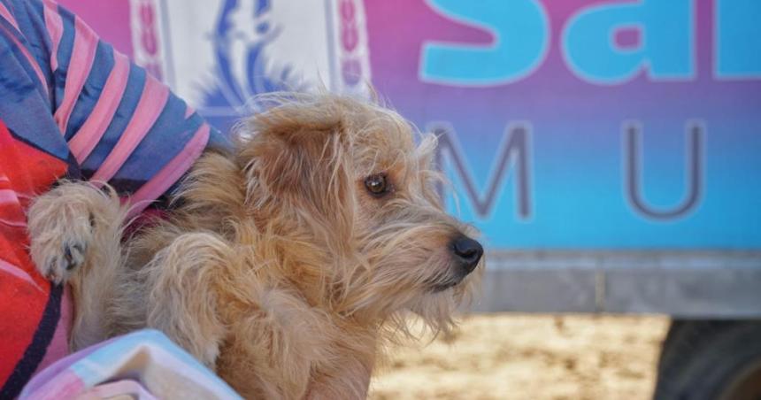 Zoonosis vacunaraacute mascotas contra la rabia en la zona centro