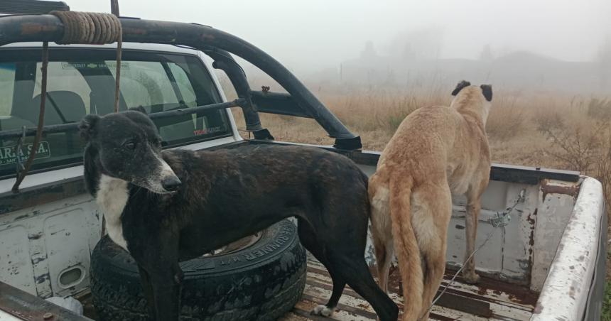 Hallaron tres galgos que APANI denuncioacute robados