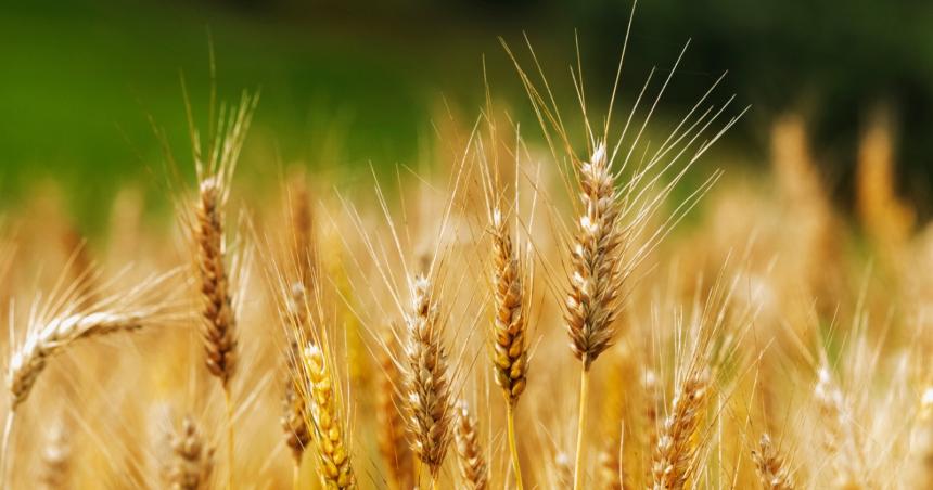 Recuerdan la vigencia de creacuteditos para siembra de trigo y cebada
