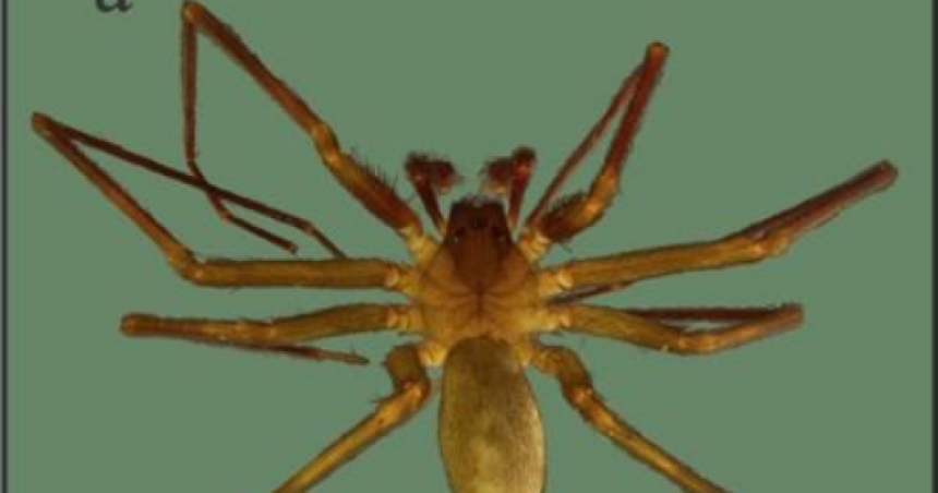 Detectan la presencia de una nueva especie de arantildea venenosa en La Pampa