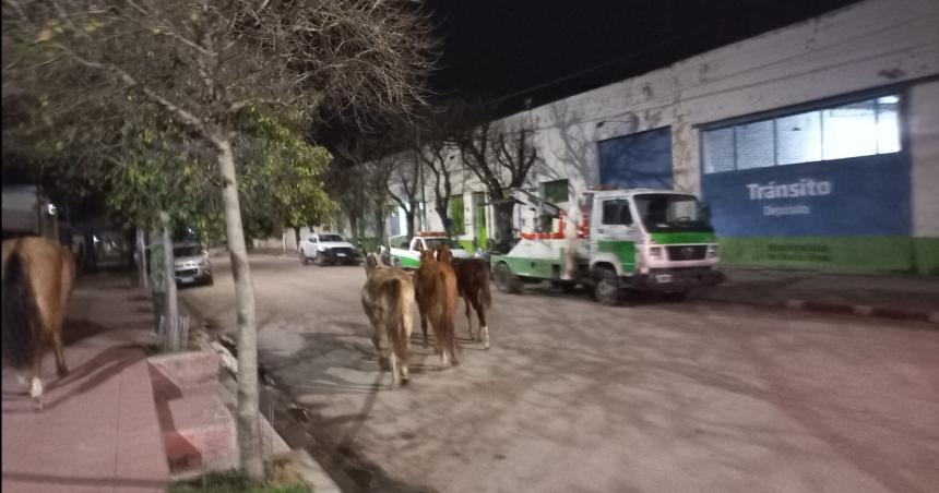 Caballos sueltos- por la calle y la vereda frente a Traacutensito