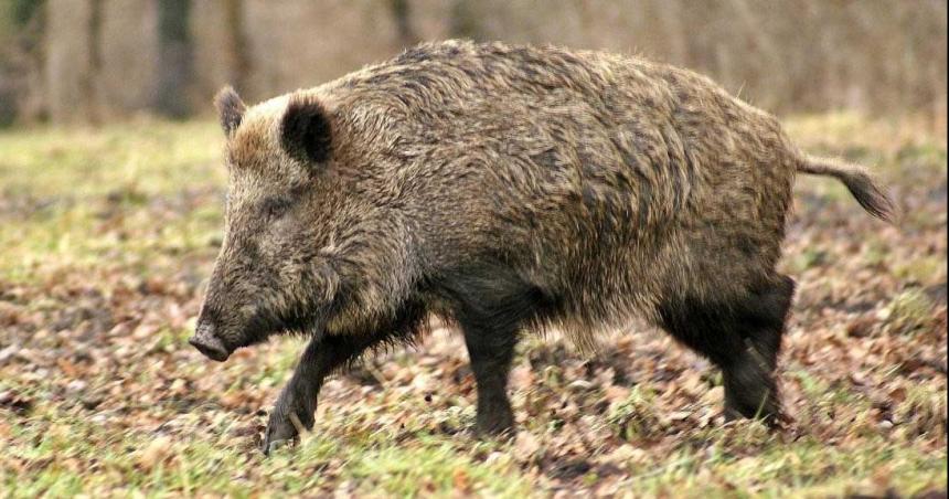 Detectan dos nuevos casos de cerdos con triquinosis en la provincia