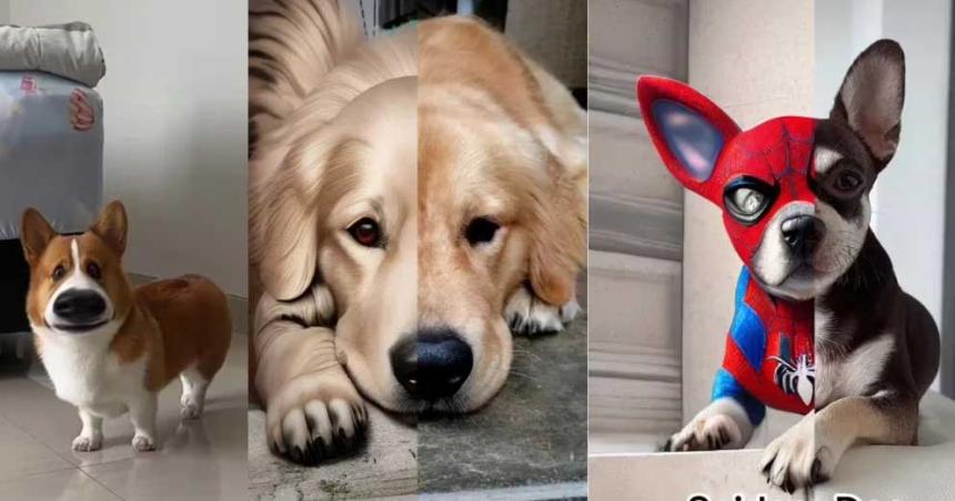 Los mejores filtros de TikTok para usar con la mascota