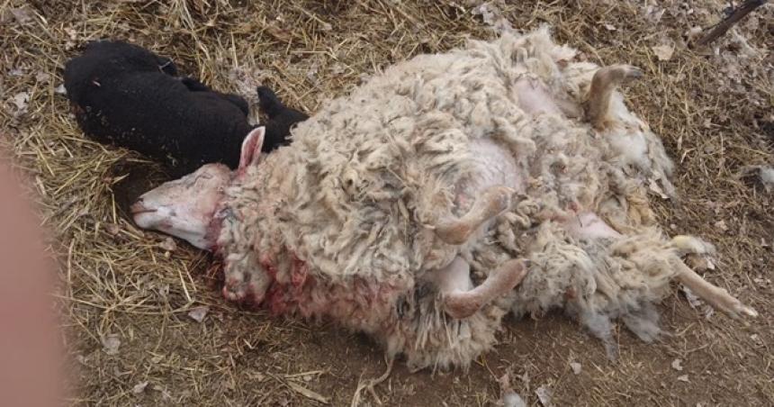 Perros callejeros mataron ovejas y corderos a un productor de El Sauzal
