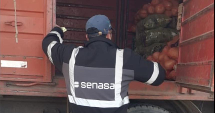 Senasa labroacute actas de infraccioacuten por transporte de alimentos