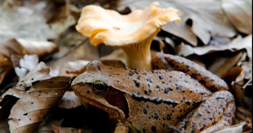 Coacutemo los hongos pueden vivir cientos de antildeos sin contraer caacutencer