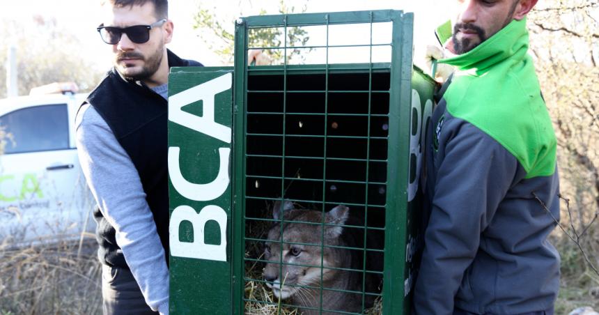 Rescataron dos pumas de un coto de caza en La Pampa