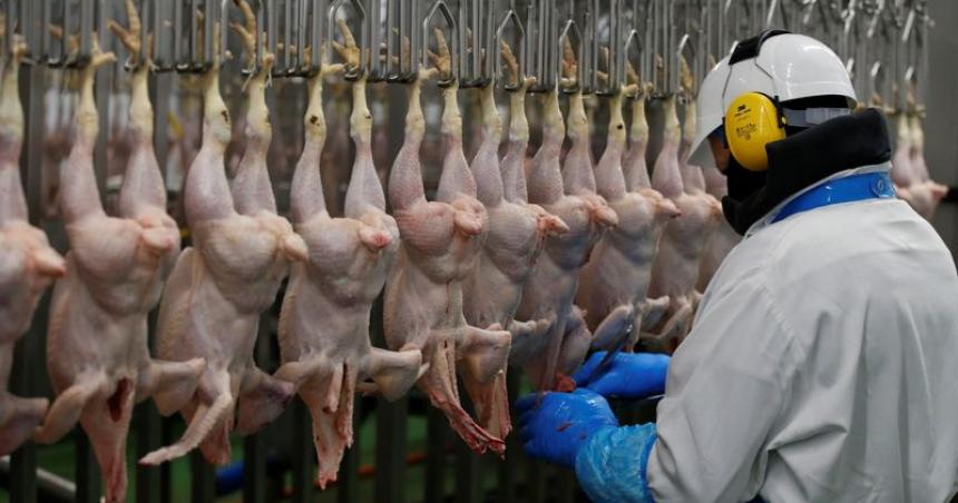 Coacutemo impactaraacute el nuevo doacutelar maiacutez en la carne la leche y el pollo