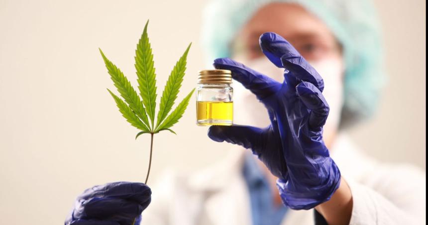 La primera empresa en producir cannabis medicinal en La Pampa 
