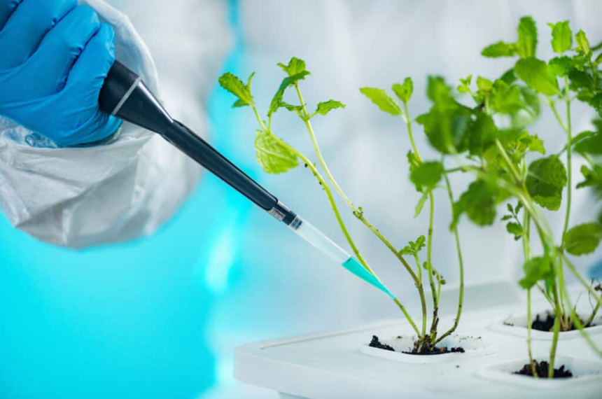 Plantas con ADN humano para descontaminar suelos