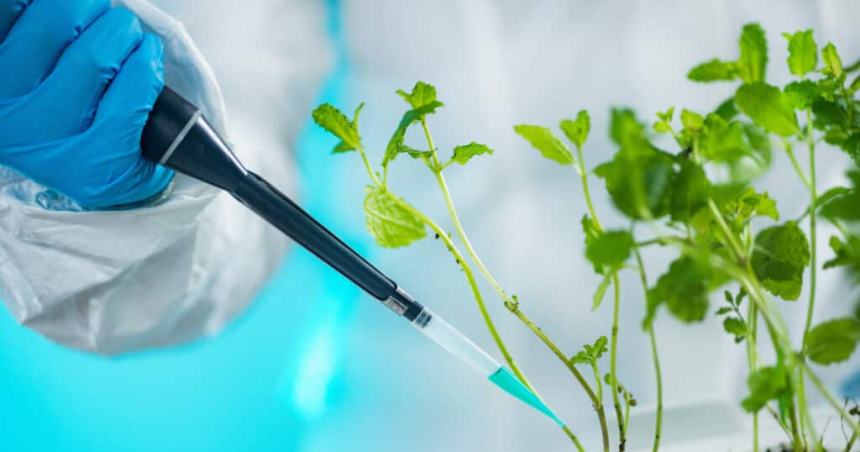 Plantas con ADN humano para descontaminar suelos