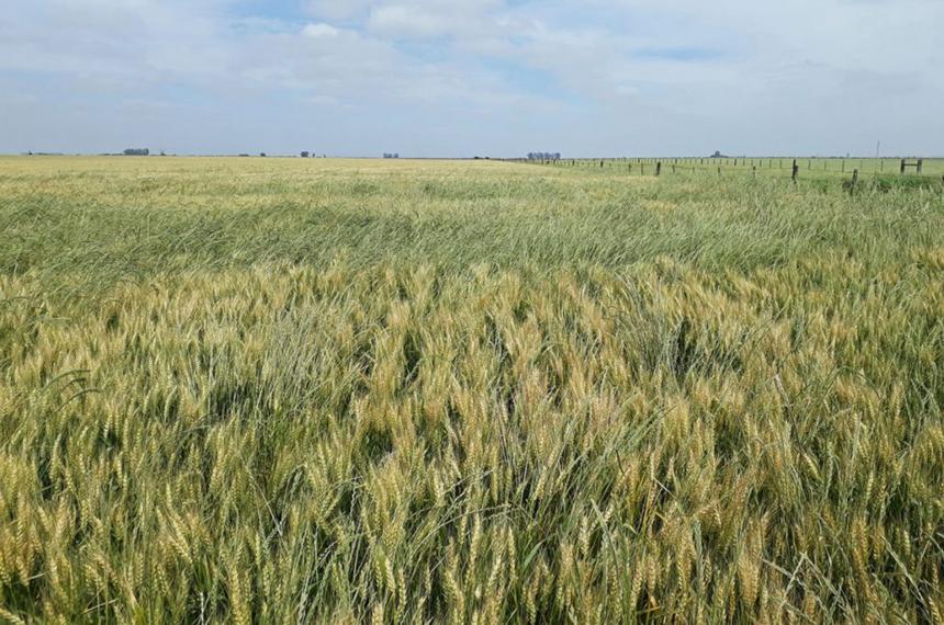Trigo- Control de malezas y fertilizacioacuten al macollage