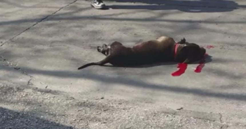 Pitbull atacoacute a cinco personas y fue baleado por un policiacutea