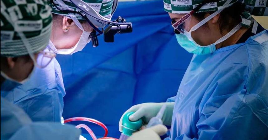 iquestPodraacuten los cerdos resolver las listas de espera de oacuterganos para los humanos