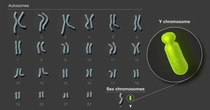 Descifraron el cromosoma sexual masculino uacuteltima pieza restante del genoma humano