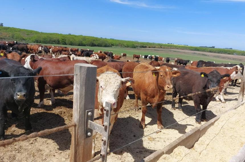 Ganaderiacutea- dietas con alto contenido de grano