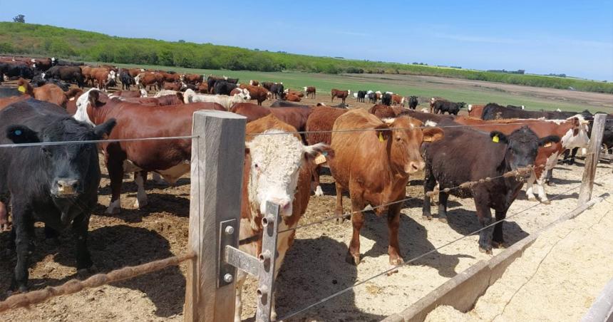 Ganaderiacutea- dietas con alto contenido de grano