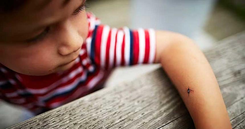 Quieacutenes podraacuten recibir la vacuna contra el dengue