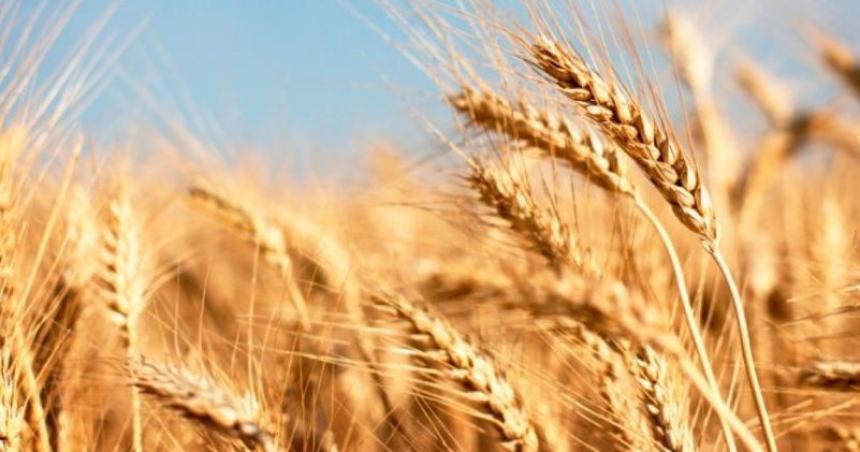 Clima- cambioacute el escenario y hay entusiasmo en la produccioacuten de trigo