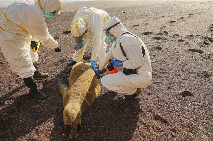 iquestQueacute estaacute pasando con los lobos marinosiquestDebemos preocuparnos por otra pandemia