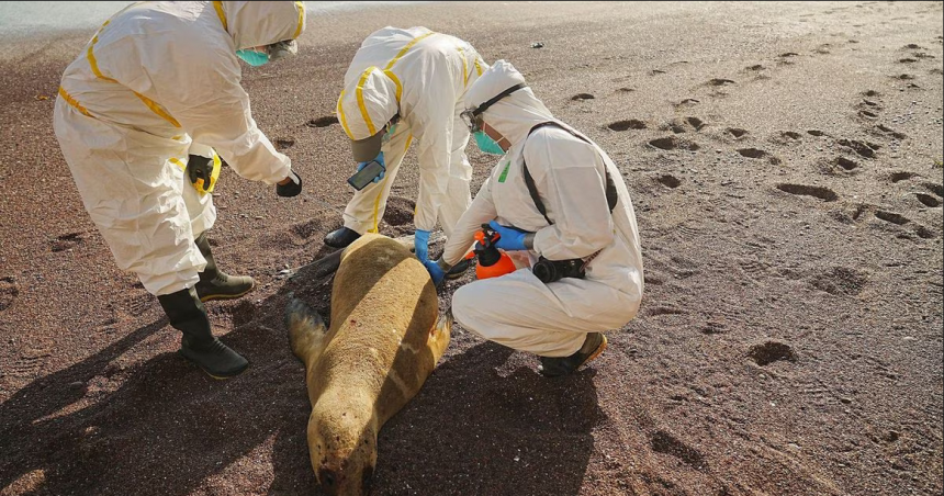 iquestQueacute estaacute pasando con los lobos marinosiquestDebemos preocuparnos por otra pandemia