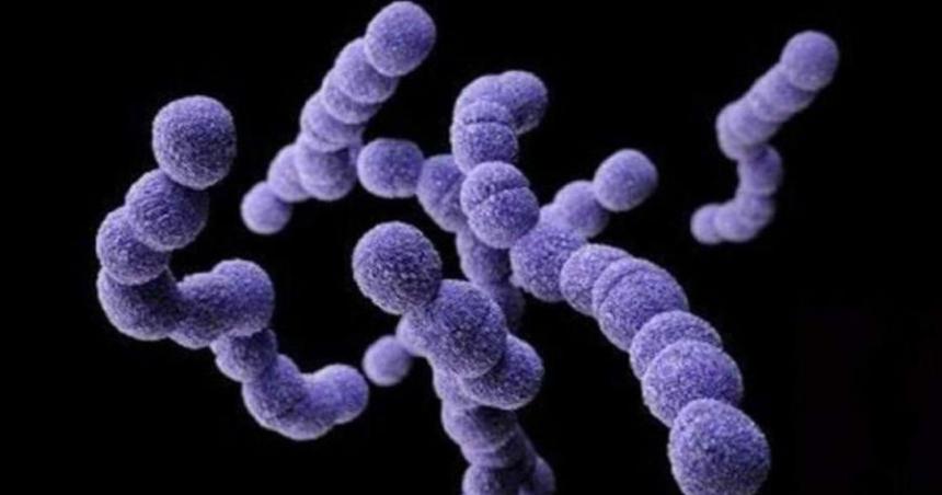 Lo que hay que saber del streptococcus pyogenes
