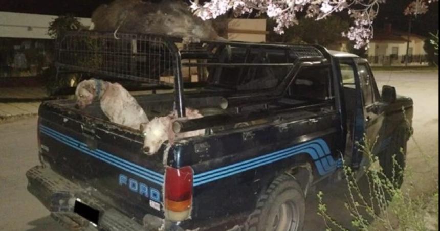 Rancul- interceptaron a cazadores furtivos con dos ejemplares de jabaliacute