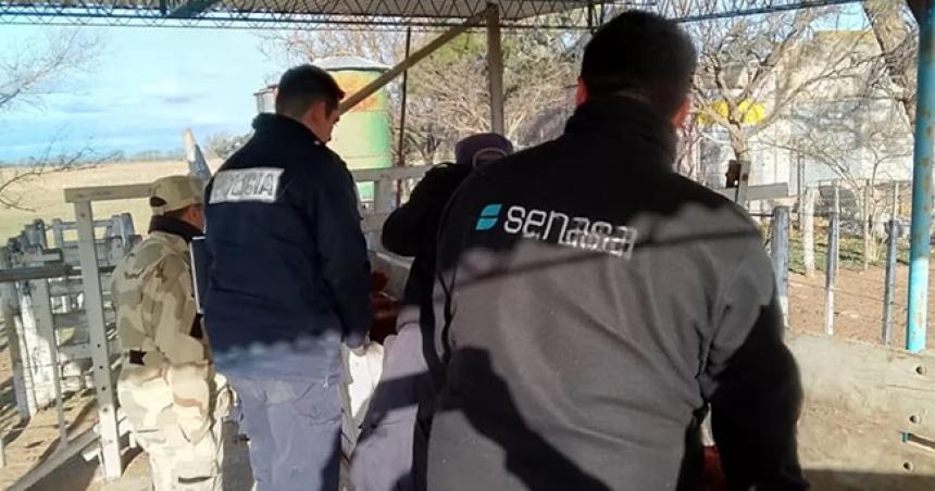 Un detenido por el robo de vacunos en Caleufuacute