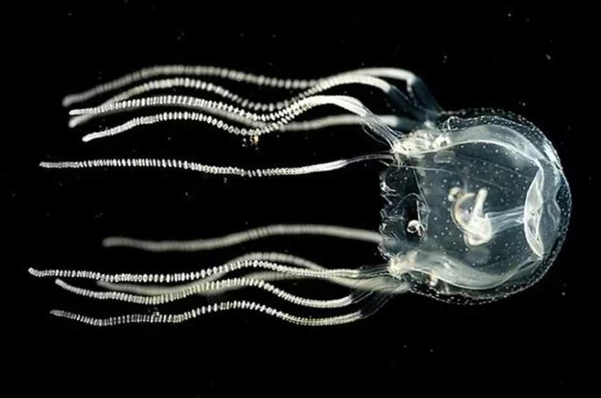 Las medusas pueden aprender aun cuando no tiene un cerebro central