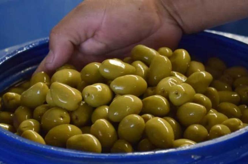 Generaraacuten energiacuteas limpias utilizando carozos de aceitunas