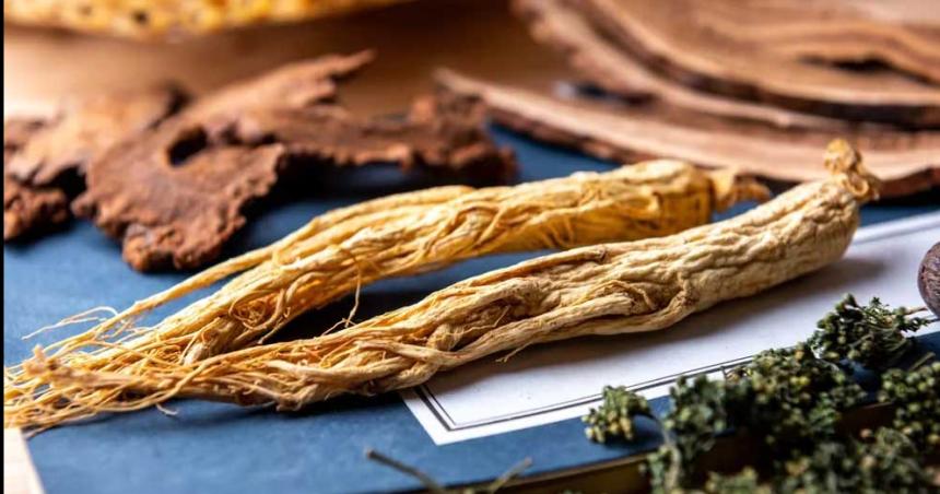 Queacute es el ginseng y cuaacuteles son sus beneficios para la salud