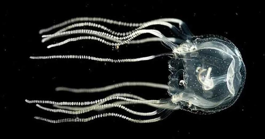 Las medusas pueden aprender aun cuando no tiene un cerebro central
