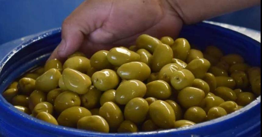 Generaraacuten energiacuteas limpias utilizando carozos de aceitunas