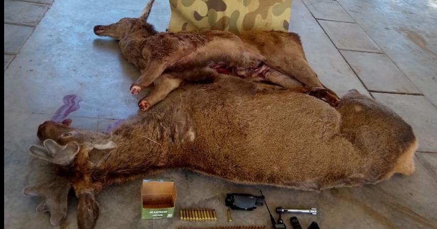 Tres cazadores furtivos mataron un ciervo macho de un coto valuado en 1500 doacutelares