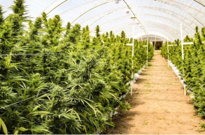 Cederaacuten parte de la Huerta Municipal para producir cannabis medicinal en Acha