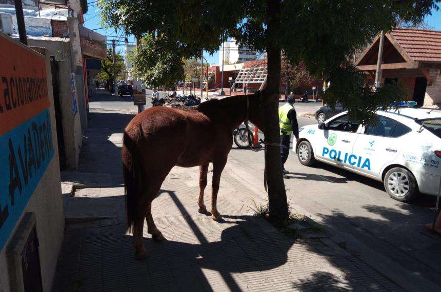 Un caballo suelto en pleno centro santarrosentildeo