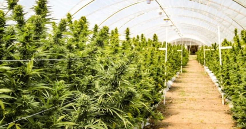 Cederaacuten parte de la Huerta Municipal para producir cannabis medicinal en Acha