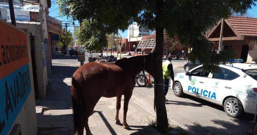 Un caballo suelto en pleno centro santarrosentildeo