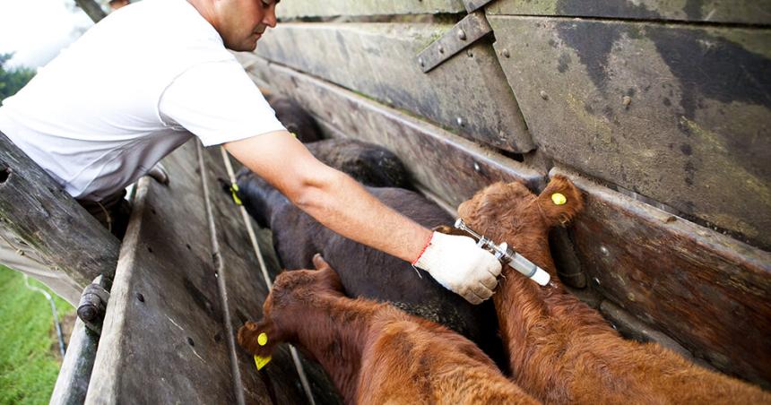 Arranca la vacunacioacuten antiaftosa